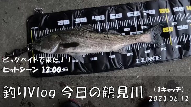 シーバス釣りVlog 今日の鶴見川 2023年6月12日（1キャッチ）ダヴィンチ190で77cm