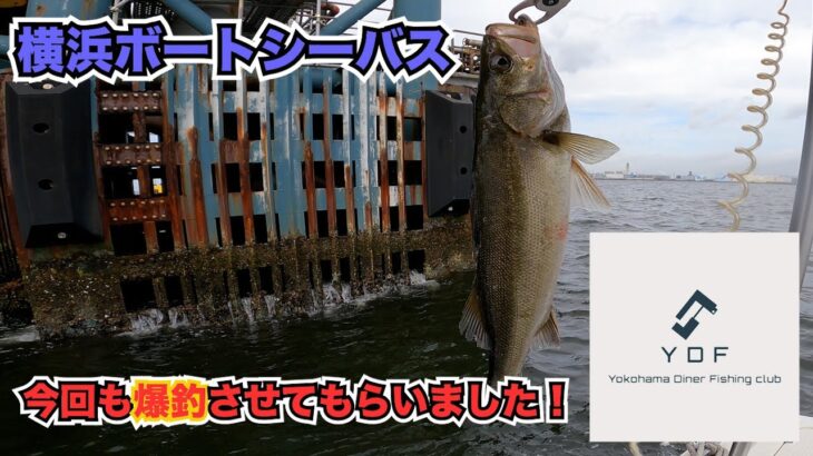 シーバス釣りたきゃココへ行け！横浜エリア・ボートシーバス　YDF /YOKOHAMA Diner Fishing club