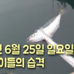 전갱이 낚시 (c조법) 지그헤드에 새우달기