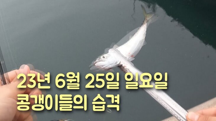 전갱이 낚시 (c조법) 지그헤드에 새우달기