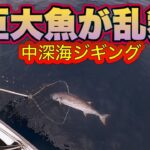 【中深海ジギング】思わぬ超大物が連発した！