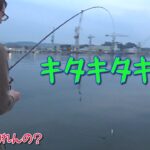 【塩釜サバ釣り＆イカ釣り】こんなに釣れるんだなや！（前編）