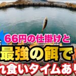 夕まずめの漁港でサビキ釣りしたらアジ・サバ・ムツが連発！激安仕掛けと最強の餌で無双！大磯港で爆釣！