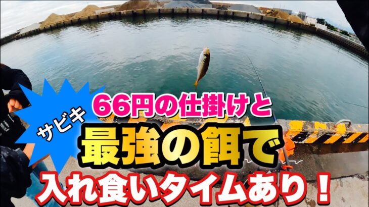 夕まずめの漁港でサビキ釣りしたらアジ・サバ・ムツが連発！激安仕掛けと最強の餌で無双！大磯港で爆釣！