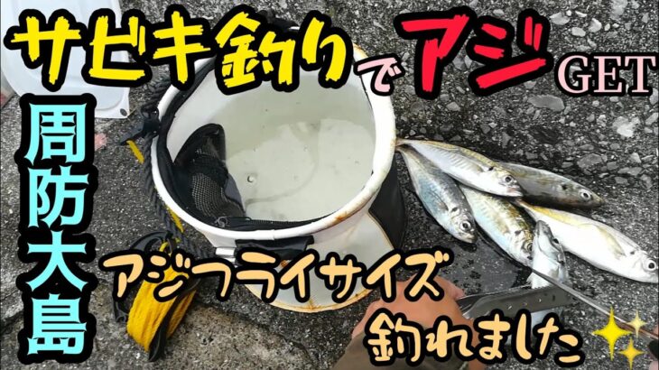 〚周防大島〛日中にサビキ釣りでアジが釣れるのか？ランガンすると唯一ここだけ釣れました🎉