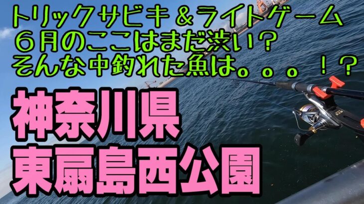 ６月梅雨明けまでここは渋い？トリックサビキ＆ライトゲームで釣れた魚は…！？【東扇島西公園】【神奈川県】