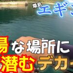 【エギング】これぞ春イカ！大型アオリ駆け込みイカラッシュ🦑前半戦！