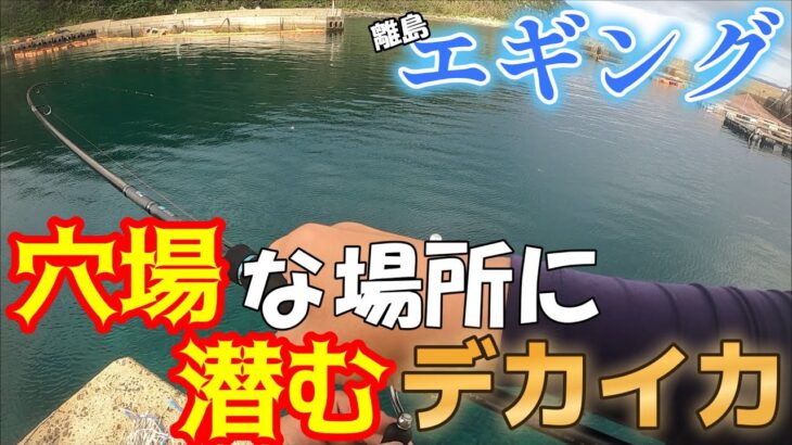 【エギング】これぞ春イカ！大型アオリ駆け込みイカラッシュ🦑前半戦！