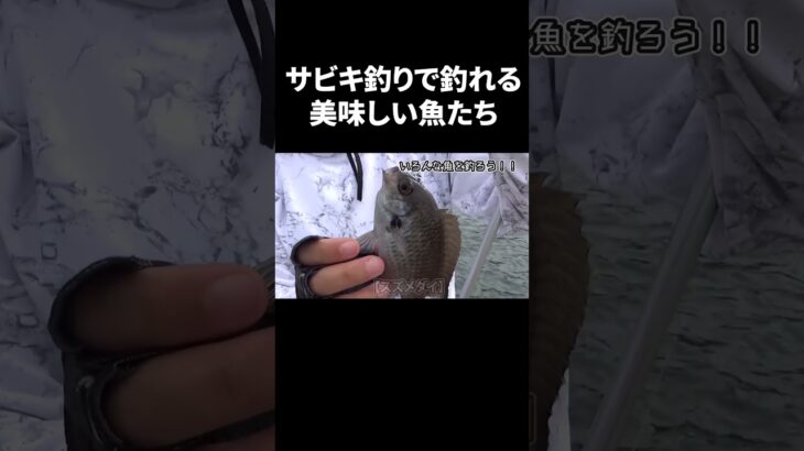 サビキ釣りでまさかの良型✨そんなの釣れるん⁉️