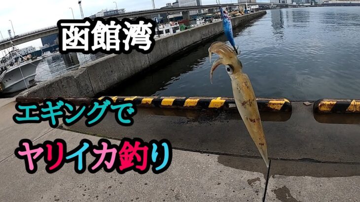 【函館釣り】エギングで、ヤリイカ釣り！！