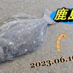 【鹿島灘サーフ】濁りのサーフはアピールカラーで勝負🎣