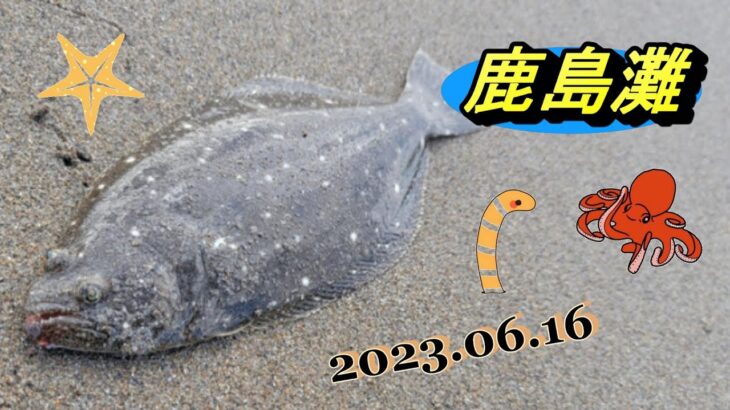 【鹿島灘サーフ】濁りのサーフはアピールカラーで勝負🎣