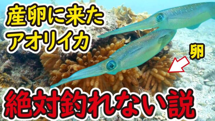 産卵に来たイカは絶対に釣れない説を検証してみた【水中エギング】