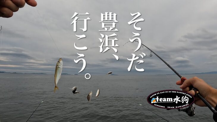 豊浜釣り桟橋で大漁！サビキ釣り。