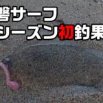 常磐サーフで今シーズン初釣果