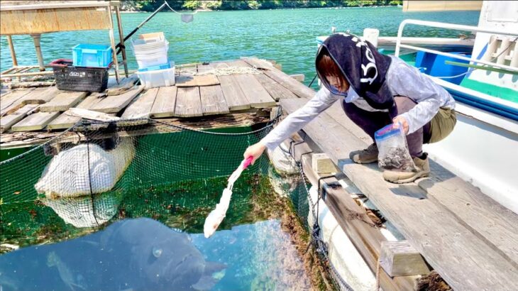 【怪物】エギングで釣れたイカを足元に落とすと…