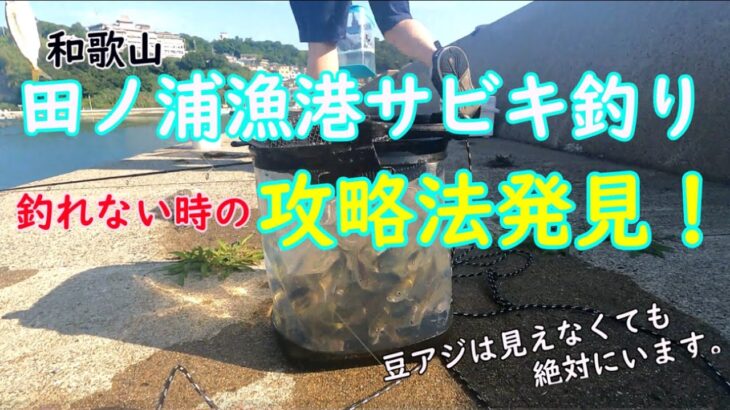 【サビキ釣り】和歌山田ノ浦漁港サビキ釣り　釣れない時の豆アジ釣り方