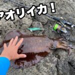 【エギング】初場所の藻場からデカアオリを引きずり出した！