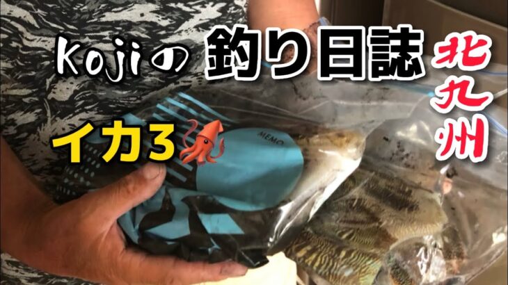 【北九州釣り】本日の釣果‼️イカ🦑