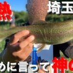 【埼玉バス釣りポイント】バス釣りしてたら…爆釣！神の川　槻川！【トラウト】