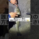 魚のシメ方、諸説ありすぎ…。#神経締め #神経締めのやり方