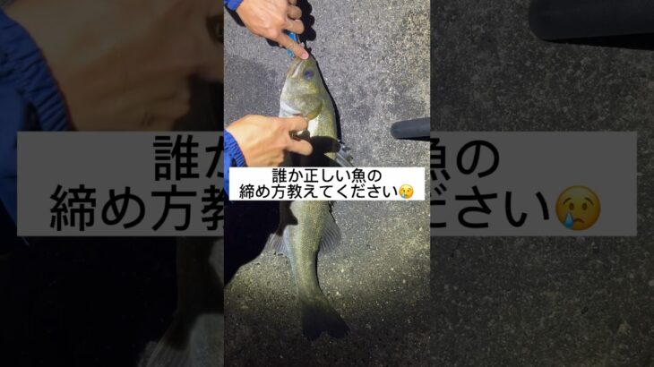 魚のシメ方、諸説ありすぎ…。#神経締め #神経締めのやり方