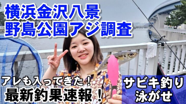 【野島公園アジ釣果速報】シーズン直前！サビキ釣り金アジ調査！横浜金沢八景島釣り