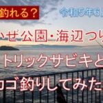 朝マズメのサビキ釣りでアジを釣る（うみかぜ公園・海辺つり公園　カゴ釣りもやります）