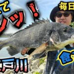 【デイゲーム】旧江戸川でクロダイ！　あれで釣れた!　#シーバス 　#チニング　#湾奥クロダイ　#湾奥シーバス　#クロダイ