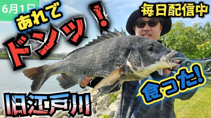 【デイゲーム】旧江戸川でクロダイ！　あれで釣れた!　#シーバス 　#チニング　#湾奥クロダイ　#湾奥シーバス　#クロダイ