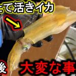 魚だらけで入れ食い状態の海に、生きたイカをぶっ込むと化け物級の主が釣れた