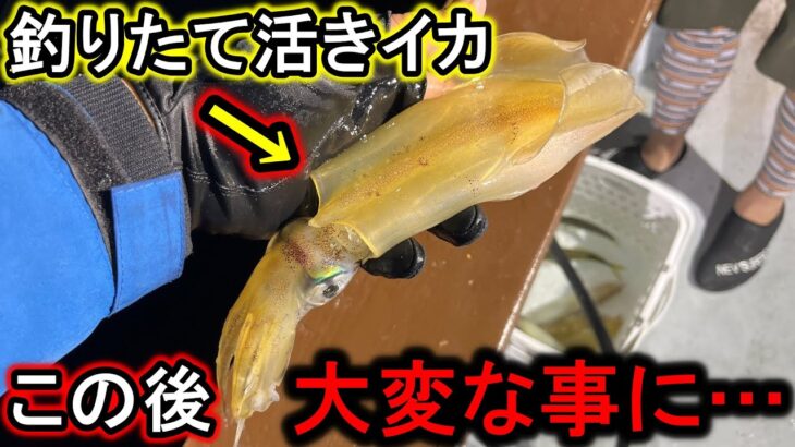 魚だらけで入れ食い状態の海に、生きたイカをぶっ込むと化け物級の主が釣れた