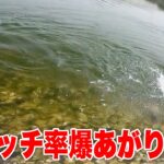 魚のキャッチ率を劇的に上げる秘訣【ベイトシーバス】