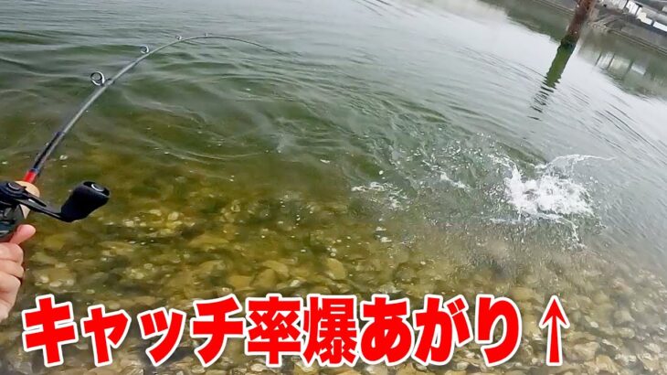 魚のキャッチ率を劇的に上げる秘訣【ベイトシーバス】