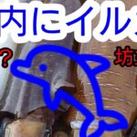 【エギング】イルカ回遊翌日　釣果に影響はあるのか？　＃山口県　#エギング 　＃パタパタ