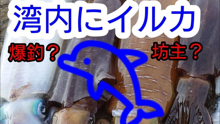 【エギング】イルカ回遊翌日　釣果に影響はあるのか？　＃山口県　#エギング 　＃パタパタ