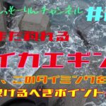 【エギング】まだまだ釣れる、ここを狙え！春イカエギング終盤戦