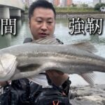 シーバス実釣で真昼間に凄い強い魚出た！