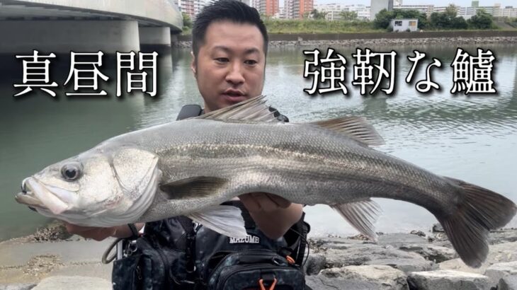 シーバス実釣で真昼間に凄い強い魚出た！