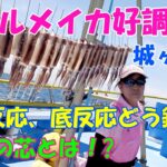 スルメイカ好調～！！城ヶ島沖のニセ、スルメイカ釣り、反応の芯とは？中層反応、底反応の釣り方【スルメイカ釣り】【直結仕掛け】【多点掛け】【落とし込み釣法】