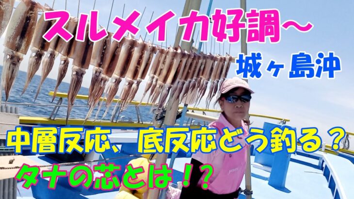 スルメイカ好調～！！城ヶ島沖のニセ、スルメイカ釣り、反応の芯とは？中層反応、底反応の釣り方【スルメイカ釣り】【直結仕掛け】【多点掛け】【落とし込み釣法】