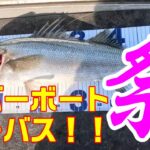 川スモールを狙いに行ったはずが、シーバス爆釣回！