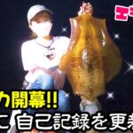 【エギング】堤防に鳴り響くドラグ音… 夏のアオリイカ開幕‼︎