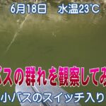 【バス釣り】小バスの群れにルアーを泳がしてみる