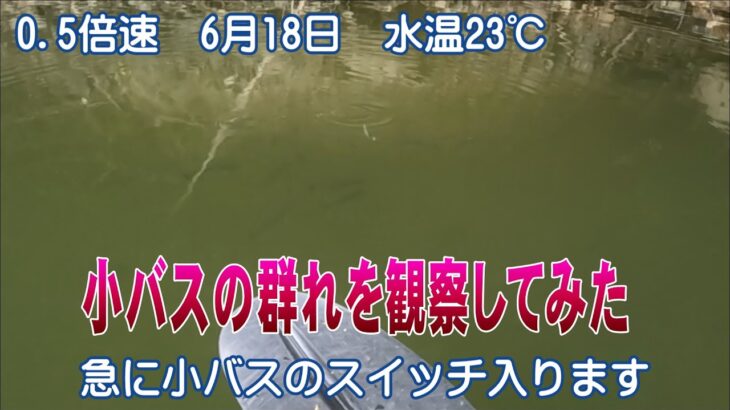 【バス釣り】小バスの群れにルアーを泳がしてみる