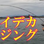 デイデカアジング！デカアジだらけの鯵旅