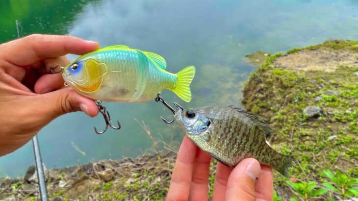 偽物と本物。これで釣れない魚を虜にしていくぅぅぅぅぅ