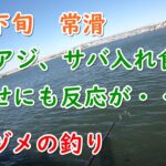 アジ、サバ　サビキ釣り　常滑で入れ食い！泳がせにも反応が！　５月下旬　常滑前島