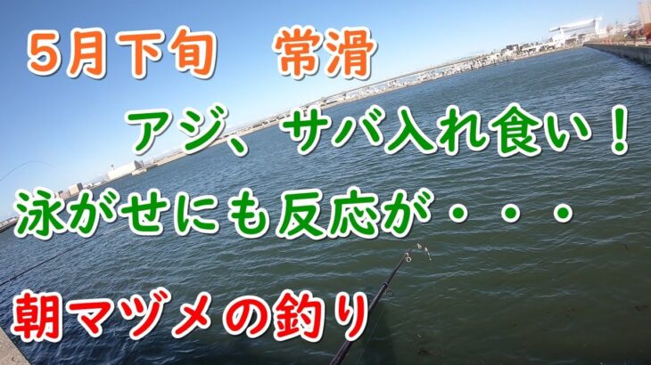 アジ、サバ　サビキ釣り　常滑で入れ食い！泳がせにも反応が！　５月下旬　常滑前島