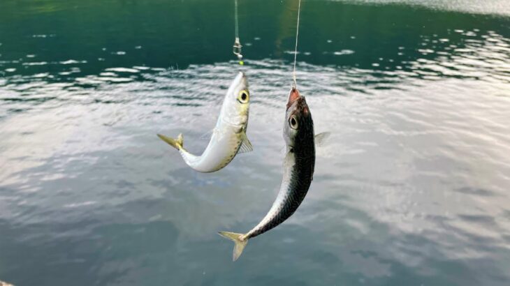 サビキで釣れた小魚を泳がせると自己記録を超える青物が釣れました！